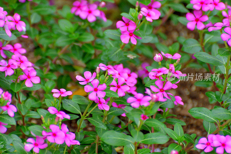 玫瑰卡萨兰花/长春花/一年生长春花